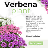 4 Mixed Verbena Plants Live, 5-9" Tall Hardy Perennial Flower Plants, Well-Rooted for Outdoor Planting