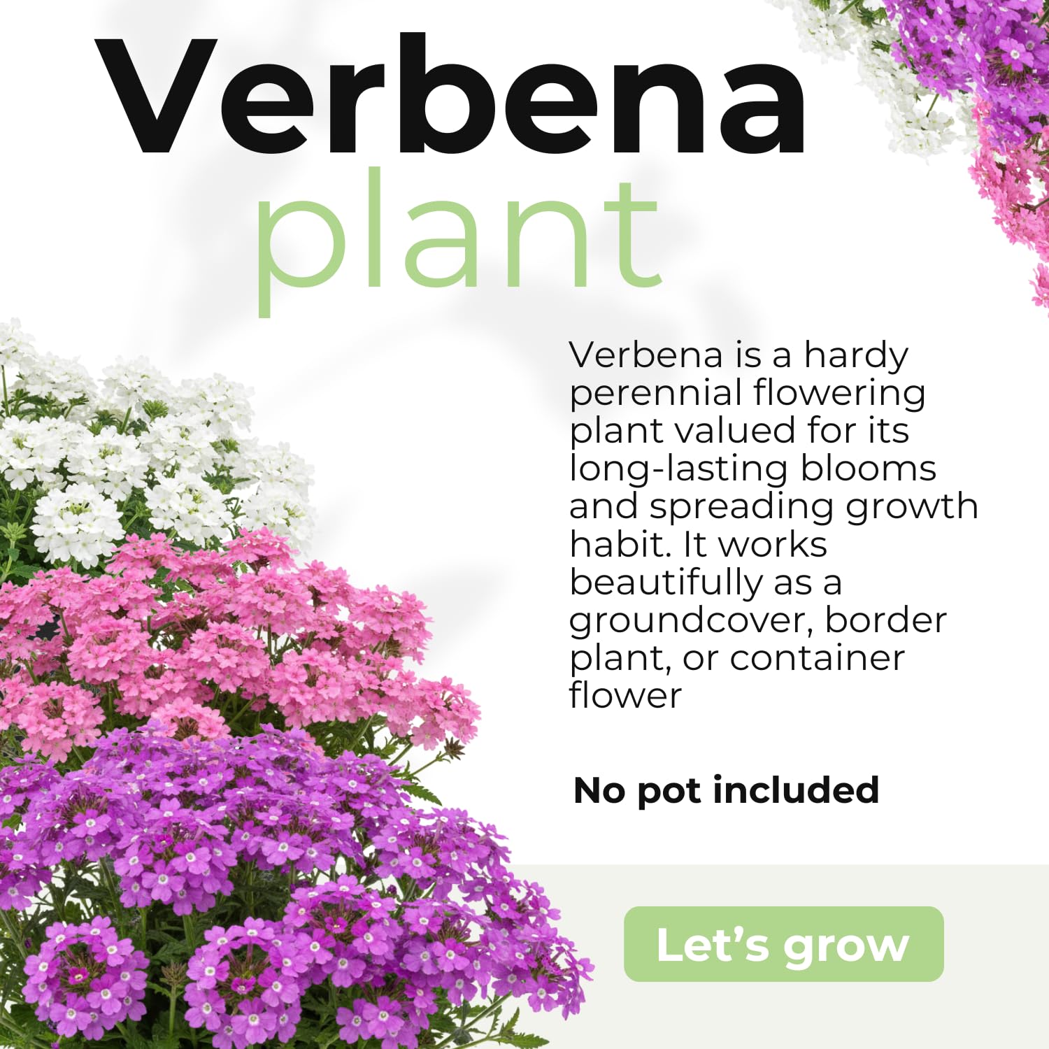 4 Mixed Verbena Plants Live, 5-9" Tall Hardy Perennial Flower Plants, Well-Rooted for Outdoor Planting