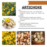 0.5 Lb Jerusalem Artichoke Tubers, Sunchoke for Planting, Hardy Perennial Vegetable for Home Garden
