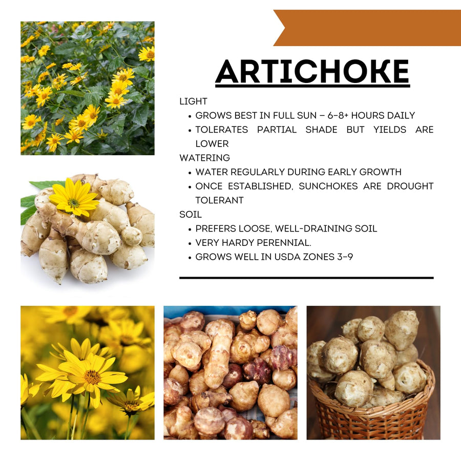 0.5 Lb Jerusalem Artichoke Tubers, Sunchoke for Planting, Hardy Perennial Vegetable for Home Garden