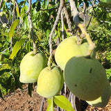 Live White Sapote Fruit Tree, 1.5 Feet Tall, Sapote Plant in 1 Gallon Pot, Sweet Tropical Plant