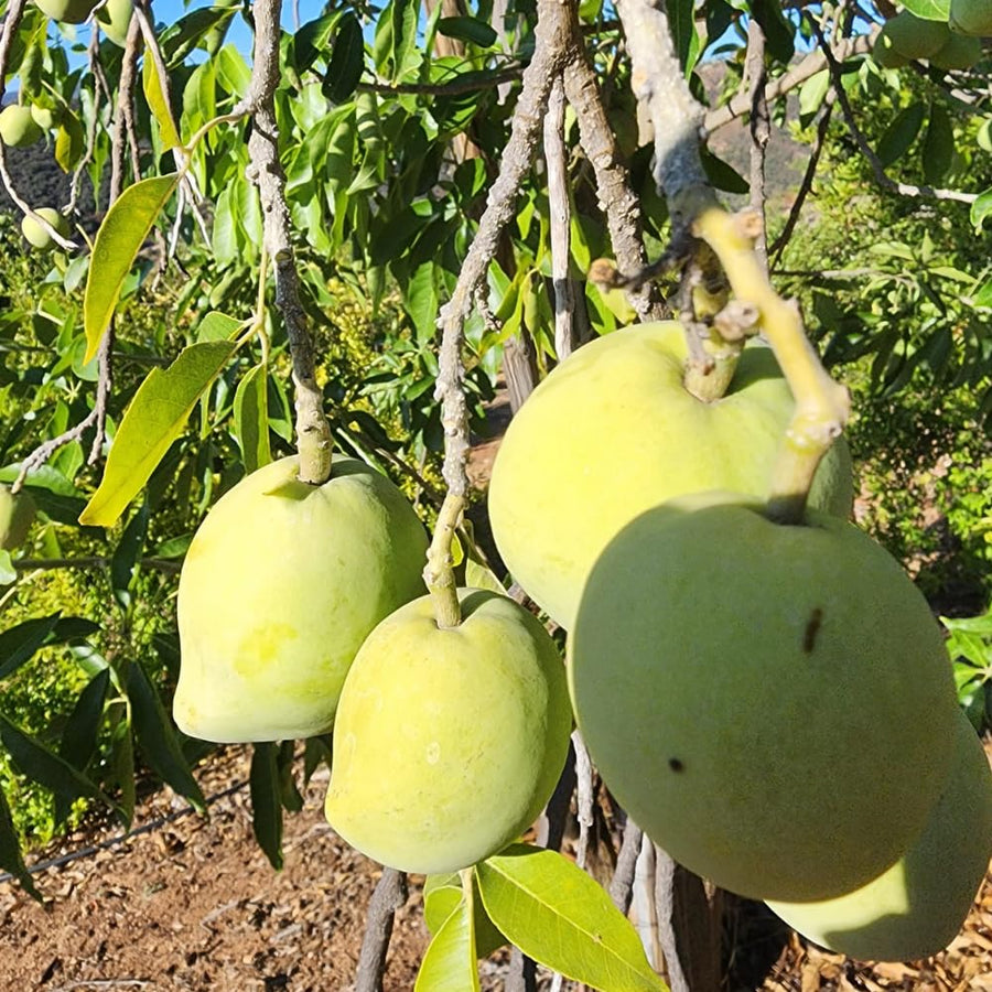White Sapote Tree Live Plant, 1.5 Feet Tall in 1 Gallon Pot, Tropical Fruit Tree to Grow Outdoor