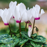 White Cyclamen Plant Live, Cyclamen Flower Live Plant, 5'' to 7'' Tall, Easy to Plant, Out Garden