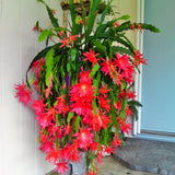Epiphyllum Orchid Cactus Live Plant, 2 Plants Per Pot, Blooming Orchid Cactus for Indoor or Outdoor Growing (Red Epiphyllum)
