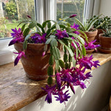 Purple Easter Cactus Plant Live, Vibrant Blooming Cactus, 6'' Tall in 4 Inches Pot, Holiday Cactus, Flowering Succulent for Indoor Outdoor Planting