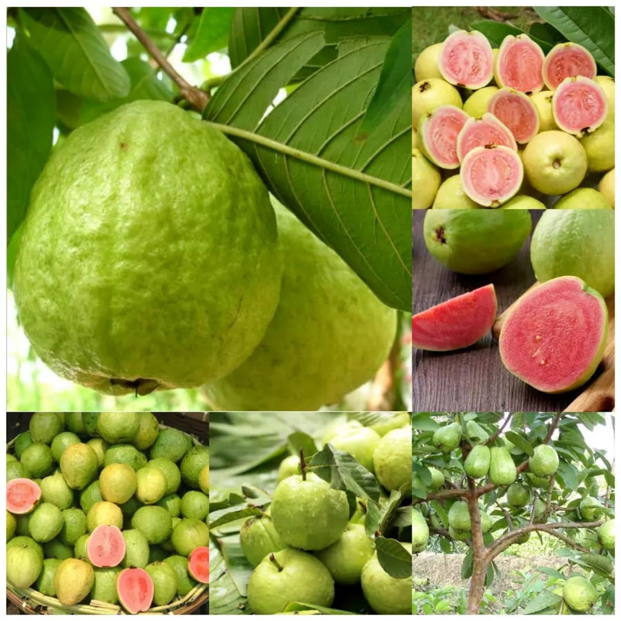 Set 3 of Pink Guava Trees Plants Live for Planting, 5-9" in Tall Sweet Fruit Guava for Outdoor Planting, 10 Months Old Tree, Zones 9-11