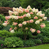 Hydrangea Tree Live Plant, Change Color, Vibrant Blooms, Outdoor Growing, Hardy and Ready to Plant, 6-12" in Tall (Pink White)