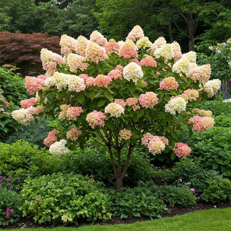 Hydrangea Tree Live Plant, Change Color, Vibrant Blooms, Outdoor Growing, Hardy and Ready to Plant, 6-12" in Tall (Pink White)