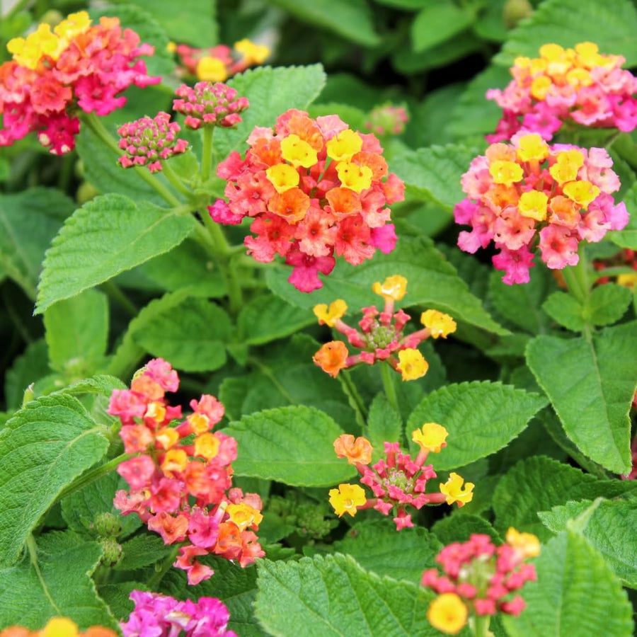 Set 3 Lantana Plants Live for Planting, 6-9 Inch Height, Ornamental Lantana Live Plants Ready to Grow (Rose Lantana)