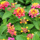 Pack 4 Trailing Lantana Plants Live for Gardening, 6-9 Inc Height, Ornamental Lantana Live Plants, Fragrant Lantana Flowers Vine (Rose Lantana)