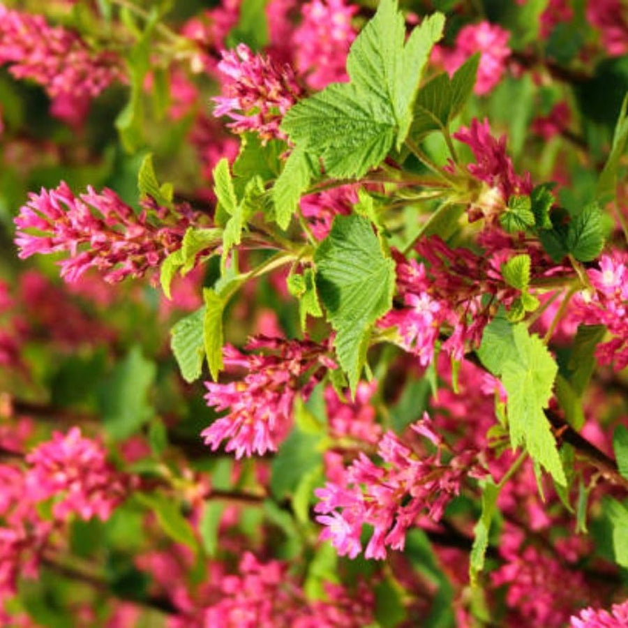 Live Pink Flowering Currant Plant 4-7nInch Tall, Flowering Currant Shrub with Spring Blooms, Ornamental Flowering Bush in Pot