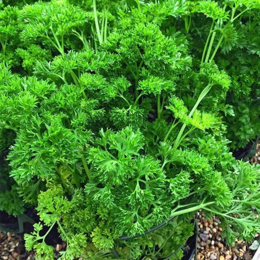 500 Count Parsley Seeds, Fresh Culinary Herb for Garden and Home Growing