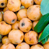 Golden Loquat Live Plant 8-10″ Tall, Tropical Fruit Tree Well Rooted, Outdoor or Container Planting