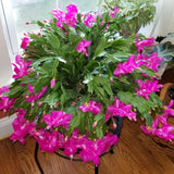 Purple Christmas Cactus Plants Live, 4 to 6 Inch Tall Live Christmas Cactus Bare Roots, Perennial Well Rooted Flower Plants, Holiday Houseplant, No Pot