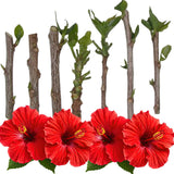 Set of 7 Hibiscus Cuttings for Planting, Tropical Flowering Plants, Ready to Grow, Suitable for Outdoor Garden or Containers (Red Hibiscus)