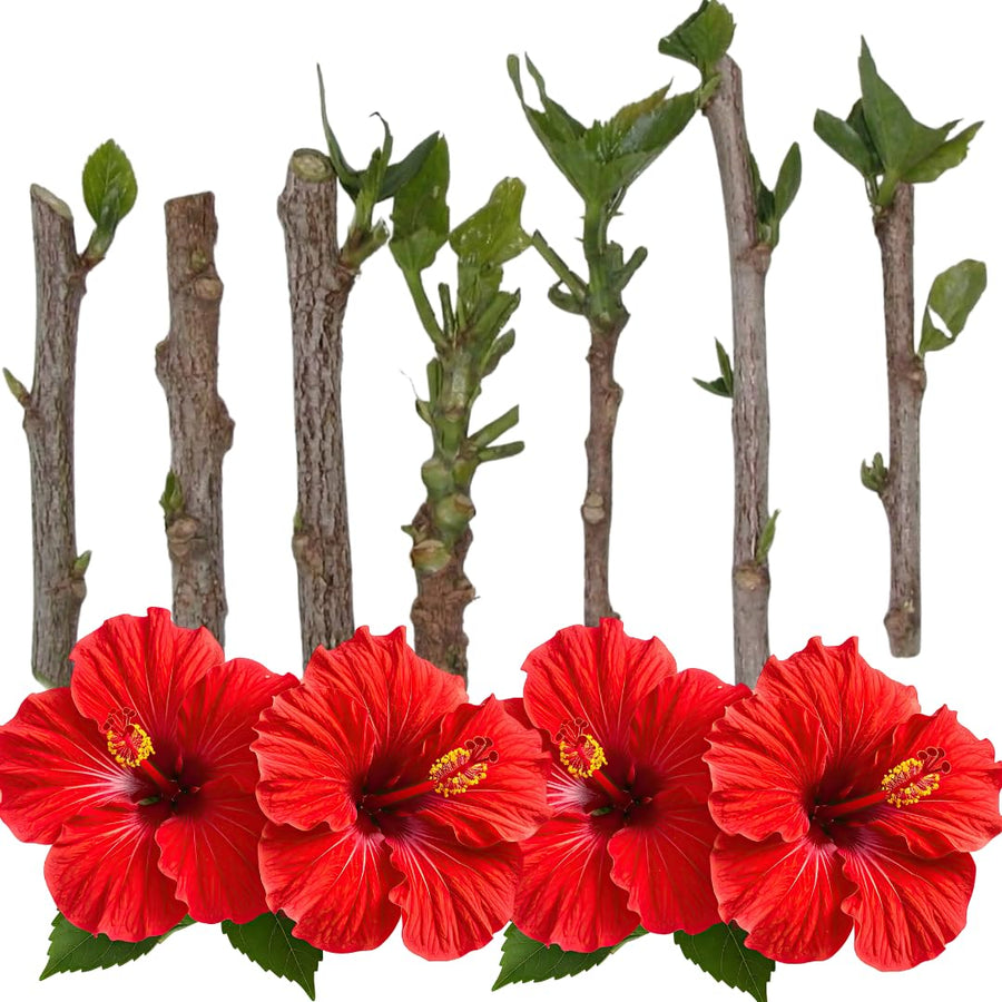 Set of 7 Hibiscus Cuttings for Planting, Tropical Flowering Plants, Ready to Grow, Suitable for Outdoor Garden or Containers (Red Hibiscus)