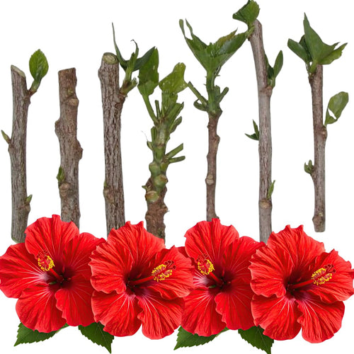 Set of 7 Hibiscus Cuttings for Planting, Tropical Flowering Plants, Ready to Grow, Suitable for Outdoor Garden or Containers (Red Hibiscus)