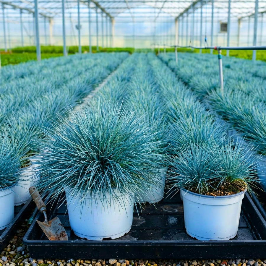 Set 2 Fescue Grass Plants Live, Ornamental Grasses Live Plants Perennial, No Pot, Live Grass Plant for Planting, 5-9" in Tall