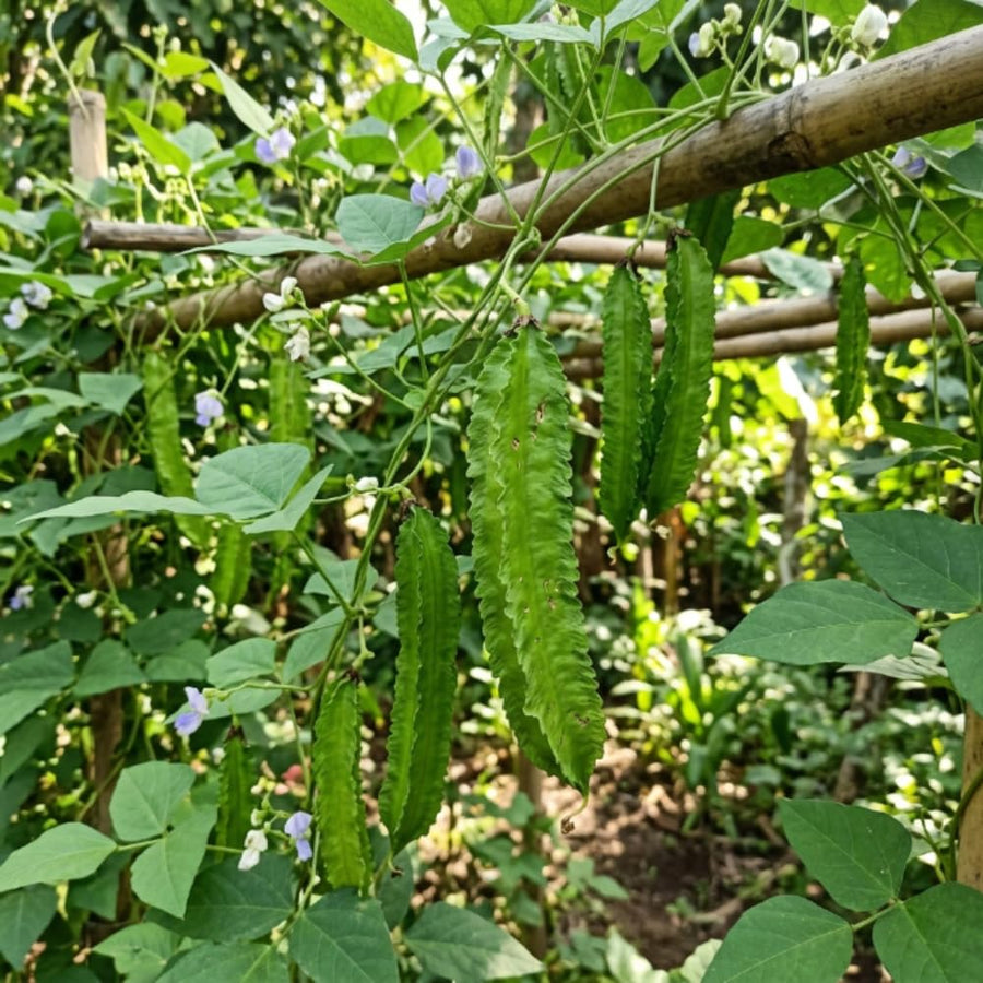 2PPP Winged Bean Plant Live in 4 Inch Pot, Bean Live Plant 5 Inches Tall, Well Rooted Vegetable Plant for Growing