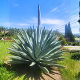 Pack 4 Agave Plants Live, Blue Agave Century Plant, 3 to 5 Inches Tall, Hardy Succulent Plant for Indoor Outdoor Growing