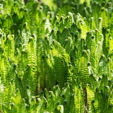 5 Ostrich Fern Roots, Fern Plants Live Rhizomes for Planting, Perennial Shaded Backyard