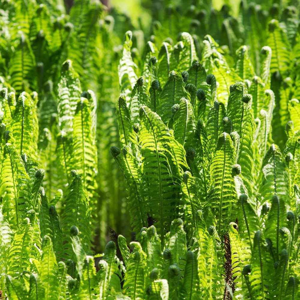 5 Ostrich Fern Roots, Fern Plants Live Rhizomes for Planting, Perennial Shaded Backyard