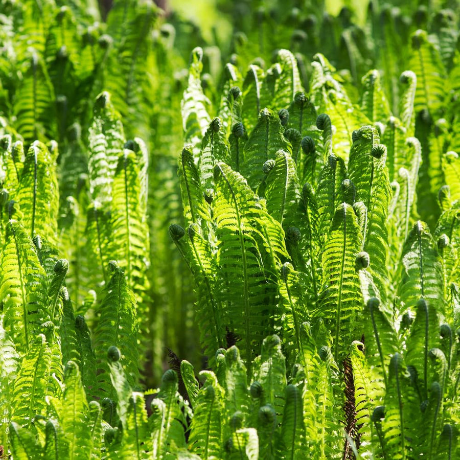 5 Ostrich Fern Roots, Fern Plants Live Rhizomes for Planting, Perennial Shaded Backyard