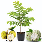Sugar Apple Tree Live Plant 2-3 Feet Tall, in 1 Gallon Pot, Annona Squamosa Sugar Apple Fruit Tree