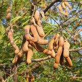 2 Pots Tamarind Plants in 4 Inch Pot, 6-10 Inches Tall Tamarind Tree Live Plant, Tropical Fruit Plants for Outdoor Growing