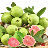 Guava Plant Live, 6-10 Inch Tall, Tropical Guava Tree in 4” Pot for Indoor or Outdoor Growing (Pink Guava)