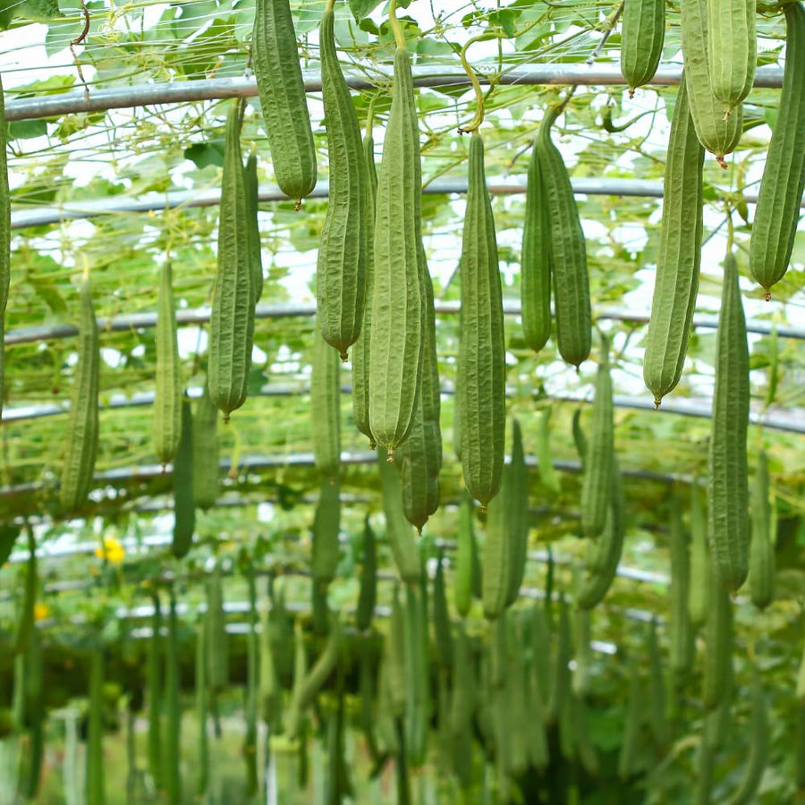 Loofah Live Plant, Luffa Plant, Climbing Vegetalble for Outdoor Garden, 4-6 Inches Tall in 4'' Pot