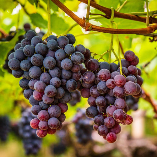 Red Blue Grape Vine Plant Live for Planting, Grape Plant Live Grape Tree 1-2 Years Old, Grape Fruit Tree for Planting