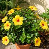 Set 7 Hibiscus Cuttings, Hardy Hibiscus Plants Live, Vibrant Blooming Flower, Well-Rooted Plant for Home Garden Indoor Outdoor (Yellow)