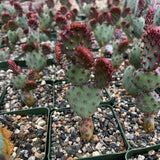 Red Prickly Pear Cactus Plants Live in 3 Inch Pot, Hardy Colorful Cactus Plants, Great for Rock Gardens and Pots