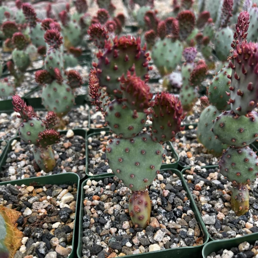 Red Prickly Pear Cactus Plants Live in 3 Inch Pot, Hardy Colorful Cactus Plants, Great for Rock Gardens and Pots