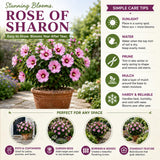 White Rose of Sharon Live Plant in Quart Pot, Althea Hibiscus Flowering Shrub for Outdoor Garden