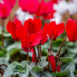 Red Cyclamen Plant Live, Cyclamen Flower Live Plant, 5'' to 7'' Tall, Easy to Plant, Out Garden