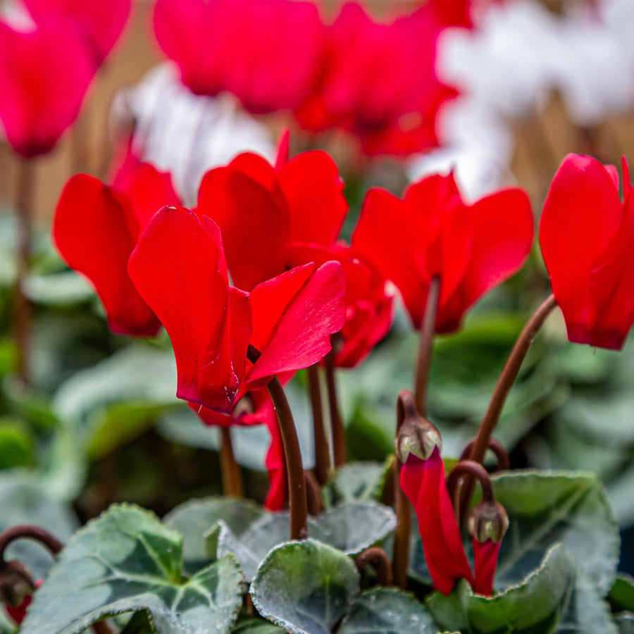 Red Cyclamen Plant Live, Cyclamen Flower Live Plant, 5'' to 7'' Tall, Easy to Plant, Out Garden