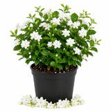 Arabian Jasmine Plant in Half Gallon Pot, Fragrant White Jasmine Climbing Vine, Flowering Jasmines for Outdoor Garden