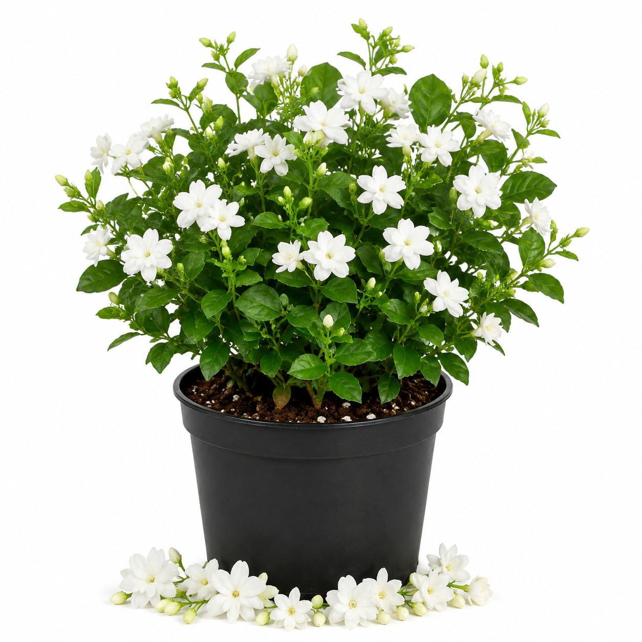 Arabian Jasmine Plant in Half Gallon Pot, Fragrant White Jasmine Climbing Vine, Flowering Jasmines for Outdoor Garden