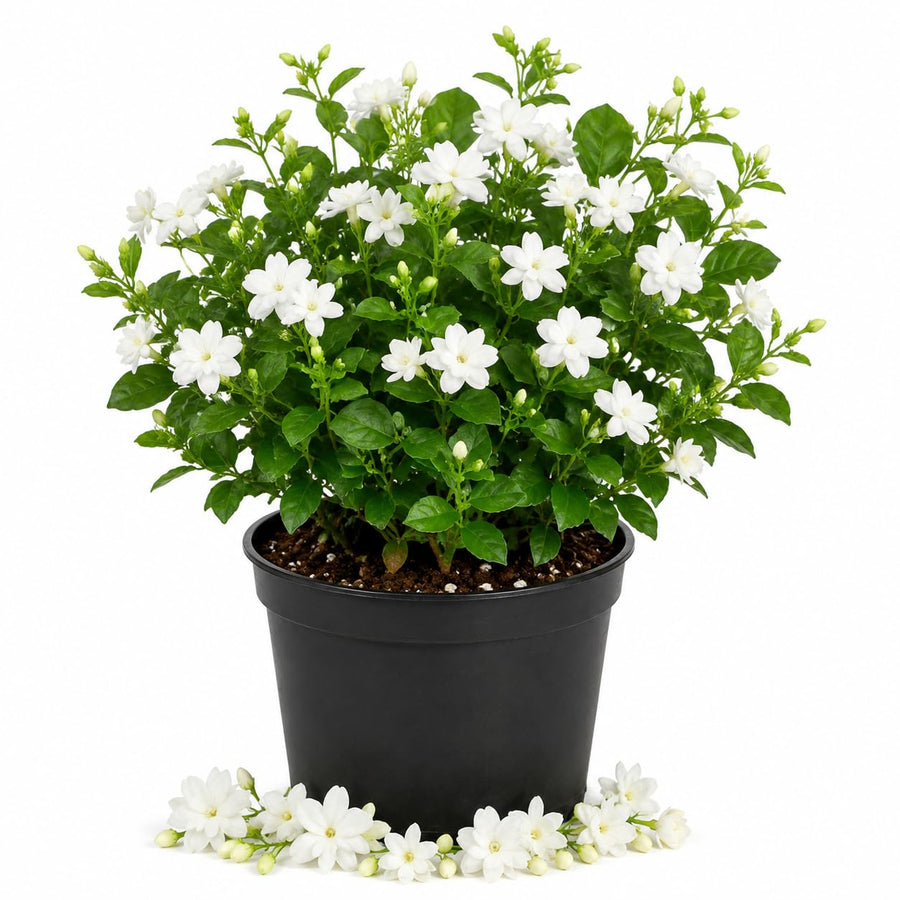 Arabian Jasmine Plant in Half Gallon Pot, Fragrant White Jasmine Climbing Vine, Flowering Jasmines for Outdoor Garden
