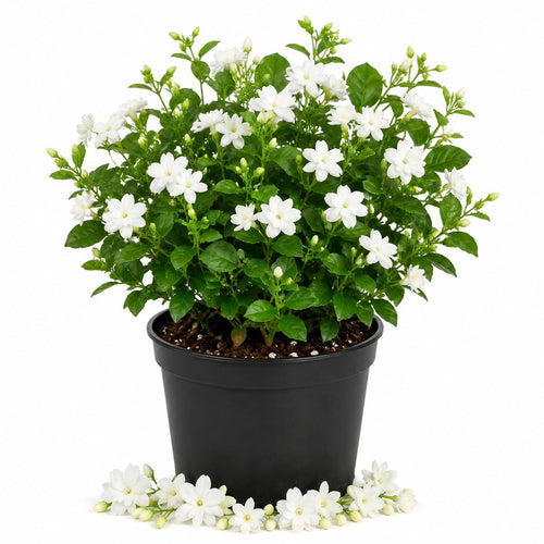 Arabian Jasmine Plant in Half Gallon Pot, Fragrant White Jasmine Climbing Vine, Flowering Jasmines for Outdoor Garden