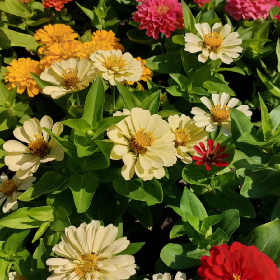 500 Zinnia Flower Seeds Mix, Vibrant Colors, Bright Colorful Blooms for Outdoor Garden