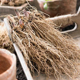 10 Lily of The Valley Roots, Cold Hardy Perennial White Lilies Bulbs for Garden,Spring Planting