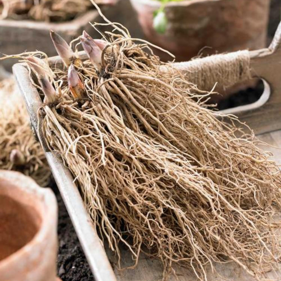 10 Lily of The Valley Roots, Cold Hardy Perennial White Lilies Bulbs for Garden,Spring Planting