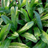 Pack 500 Culantro Seed, Culantro Herb Seed for Planting, Vegetable Herb Plant, Ready for Growing