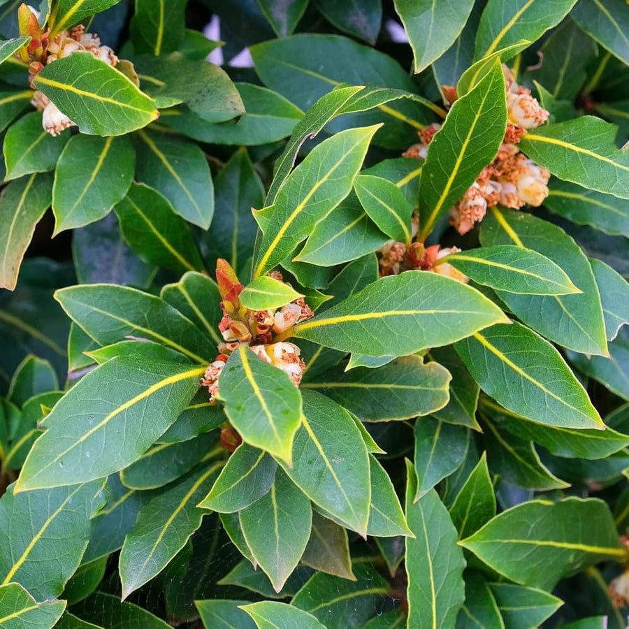 Bay Leaf Tree Live, 7-10 Inch Tall Laurus Nobilis Bay Laurel Plant for Outdoor or Indoor Growing