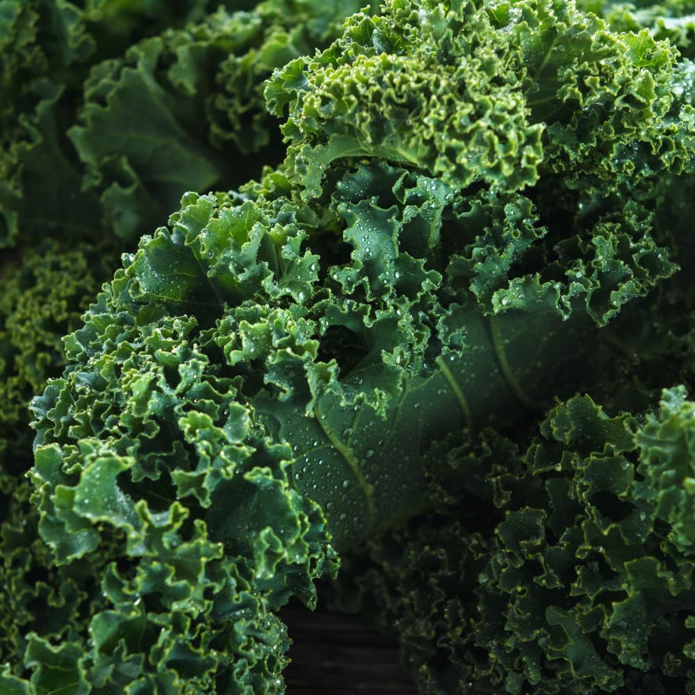 2 Kale Plants Live, Vegetable Live Plant, Kale Live Plant Pot, 3 to 5 Inc Tall, Perennial Hardy Vegetable Plants