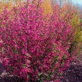 Live Pink Flowering Currant Plant 4-7nInch Tall, Flowering Currant Shrub with Spring Blooms, Ornamental Flowering Bush in Pot