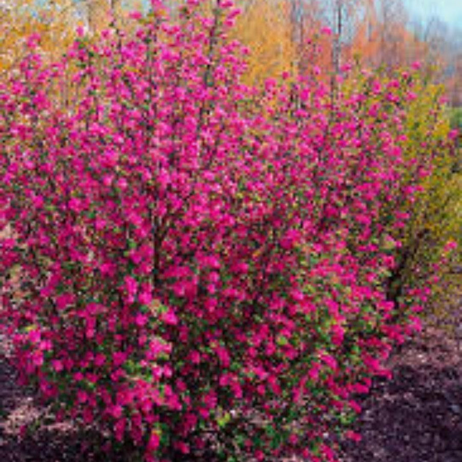 Live Pink Flowering Currant Plant 4-7nInch Tall, Flowering Currant Shrub with Spring Blooms, Ornamental Flowering Bush in Pot